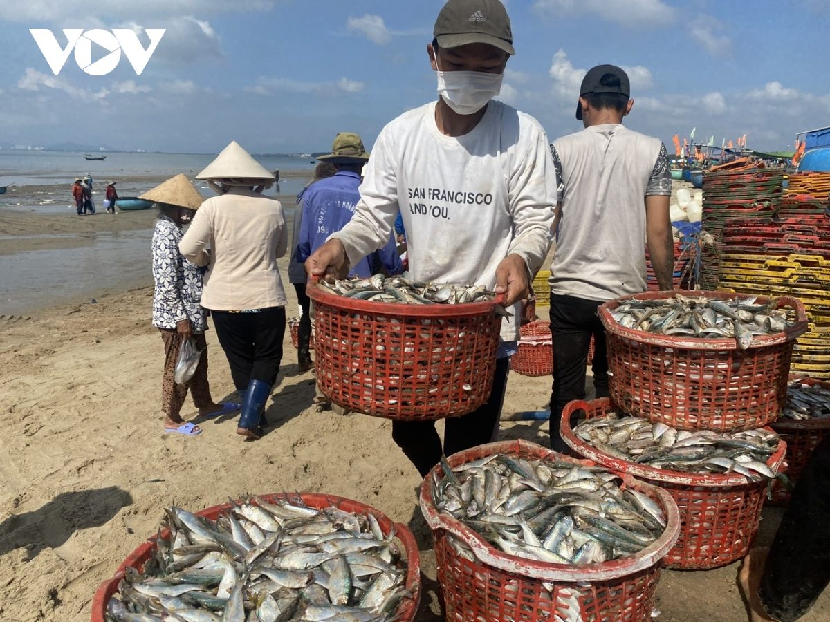 Vào mùa cá trích, ngư dân kiếm tiền triệu sau vài giờ ra biển