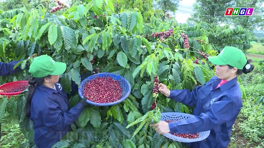 Gia Lai – Phát triển thương hiệu cà phê đặc sản