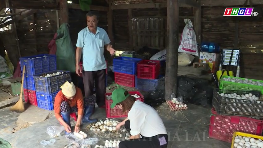 Phát triển kinh tế ổn định từ nuôi vịt thả đồng