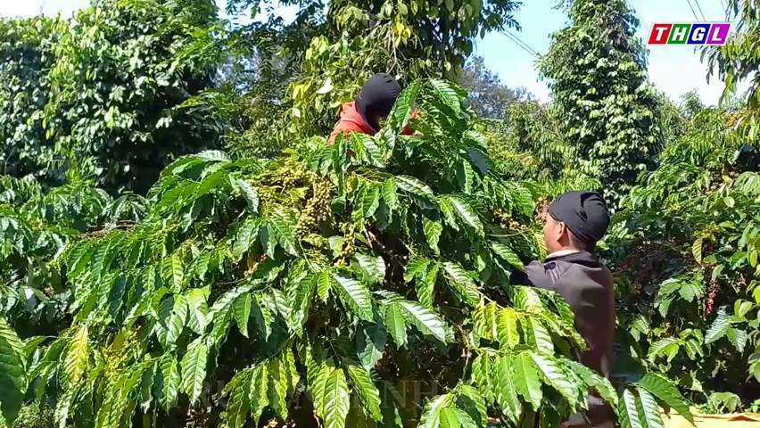 Chư Păh tập trung thu hoạch cà phê niên vụ 2023