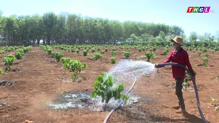 Chư Prông quan tâm tái canh cây cà phê