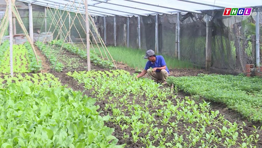 Gia Lai đẩy mạnh liên kết sản xuất, mở rộng thị trường rau an toàn