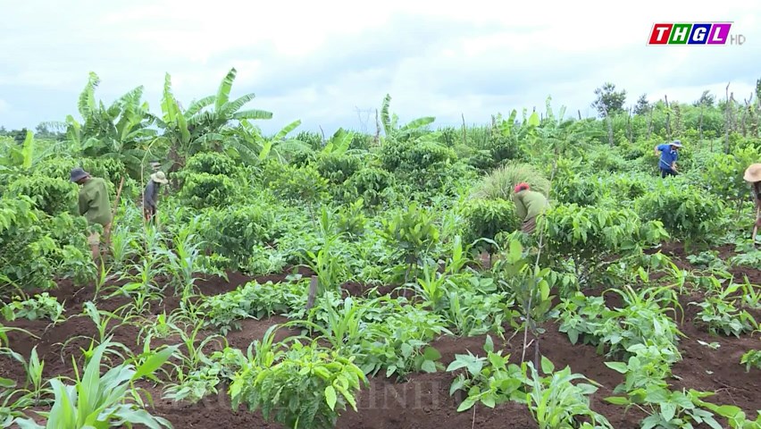 Chư Pưh: Chú trọng xây dựng các mô hình kinh tế nông nghiệp hiệu quả