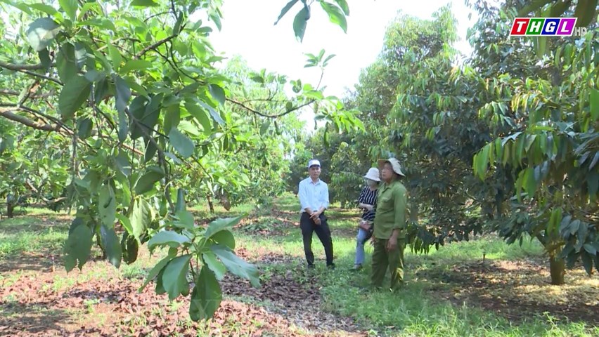 Chư Pưh chuyển đổi giống để nâng cao chất lượng cây sầu riêng