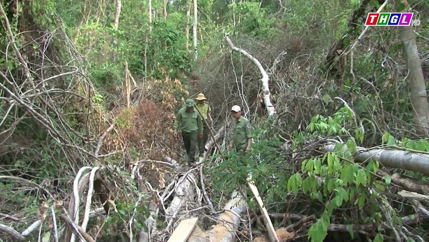 Gia Lai: Số vụ vi phạm các quy định về quản lý, bảo vệ và phát triển rừng giảm hơn 32% so với năm 2022