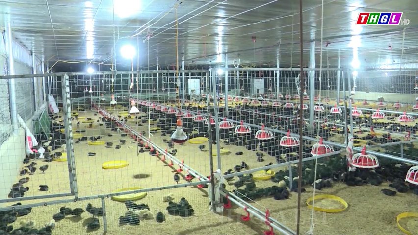 Gia Lai có 632 trang trại chăn nuôi ứng dụng tiến bộ kỹ thuật