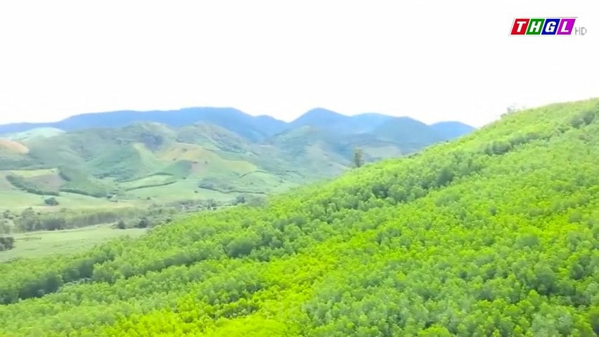 Năm 2023, tỉnh Gia Lai trồng rừng đạt 87,5% kế hoạch