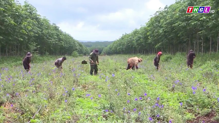 Tỉnh Gia Lai chú trọng ứng dụng công nghệ cao vào sản xuất nông nghiệp