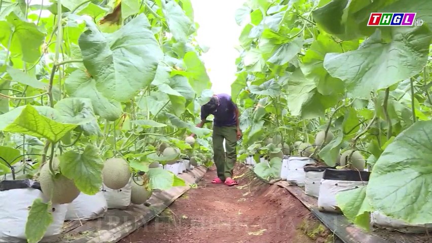 Xã Ia Nhin triển khai dự án trồng dưa lưới công nghệ cao