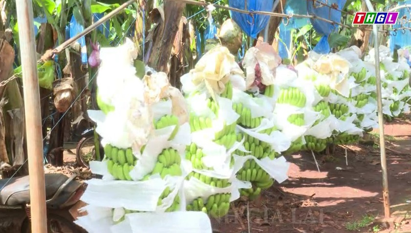 Ia Pết tích cực tạo việc làm cho lao động nông thôn