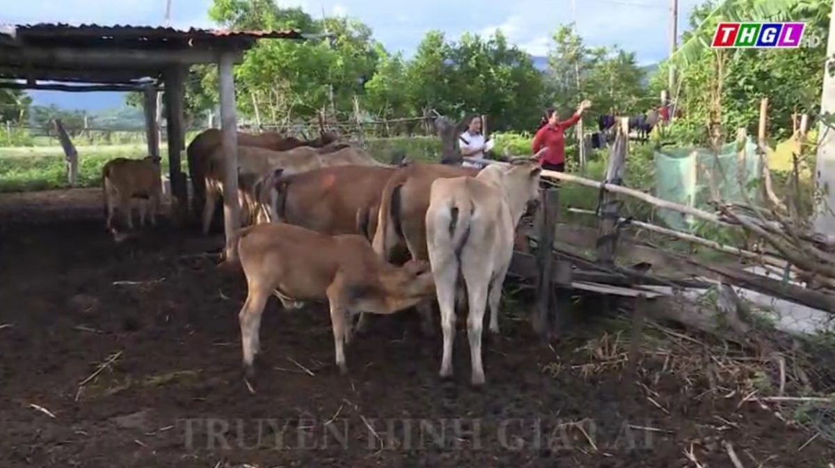 Giải ngân vốn năm 2022 cho Dự án đa dạng hóa sinh kế, phát triển mô hình giảm nghèo  vẫn còn chậm