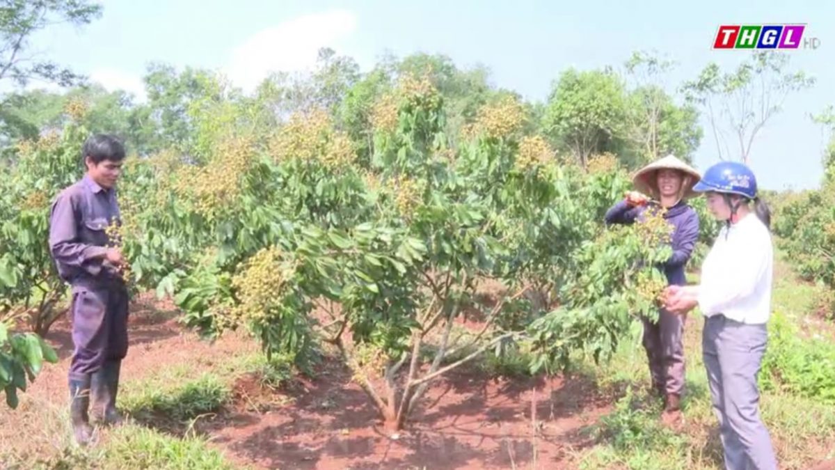 Hoàng Thị Trinh làm giàu từ chuyển đổi cơ cấu cây trồng