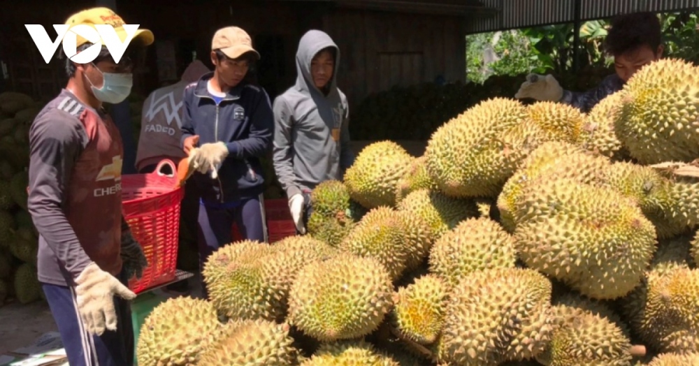 Xuất khẩu nông sản qua Lào Cai – một năm được mùa