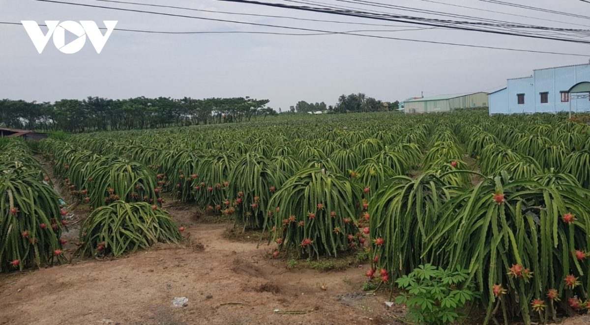 Tiền Giang có gần 100.000 tấn trái cây đặc sản phục vụ Tết cổ truyền