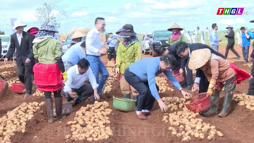 Nông dân phấn khởi tham gia Ngày hội thu hoạch khoai tây