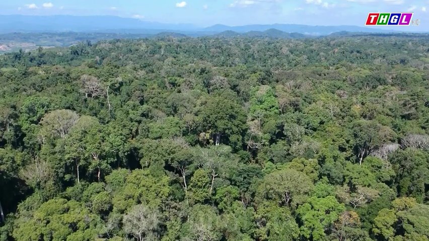 Gia Lai – Tăng cường công tác quản lý, bảo vệ rừng dịp Tết Nguyên đán Giáp Thìn 2024