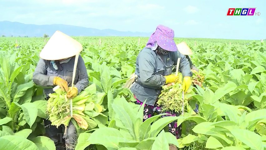 Nông dân huyện Krông Pa bắt đầu thu hoạch cây thuốc lá