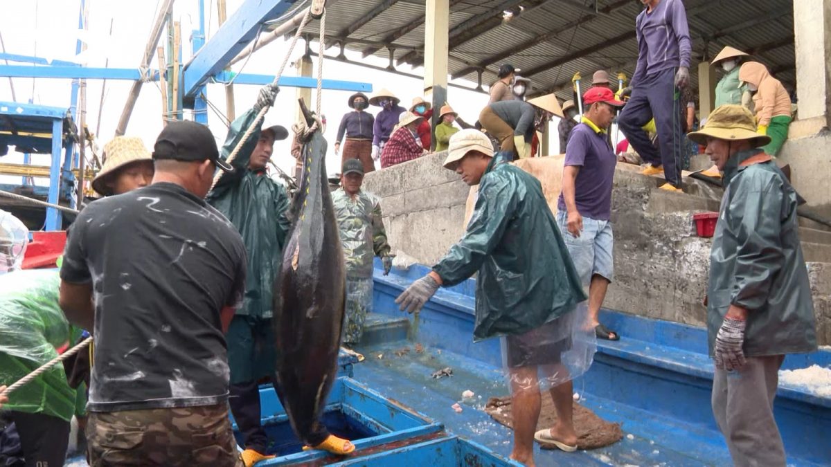 Chuyến biển xuyên Tết: Ngư dân Phú Yên trúng đậm cá ngừ đại dương