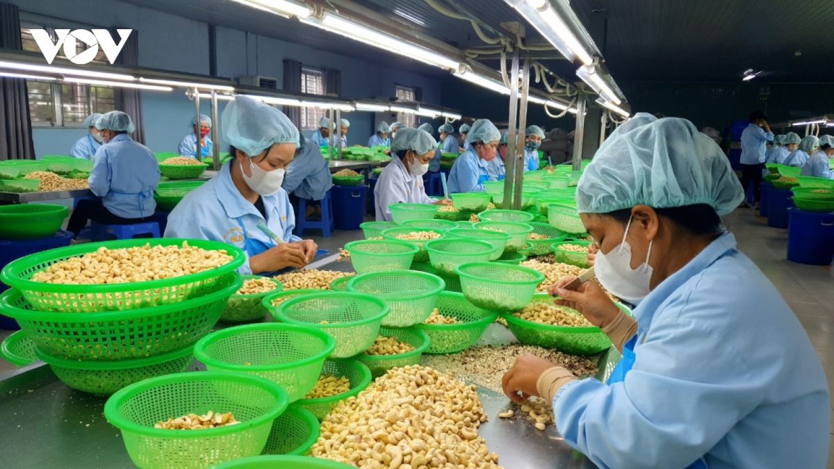 Vị trí số 1 thế giới về xuất nhập khẩu điều của Việt Nam lung lay