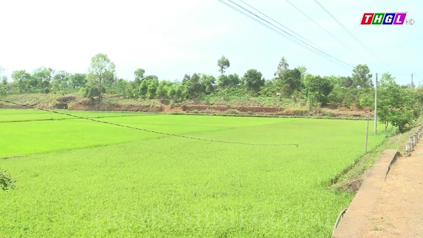 Nhiều diện tích cây trồng vụ Đông Xuân ở xã Ia Phí có nguy cơ thiếu nước tưới