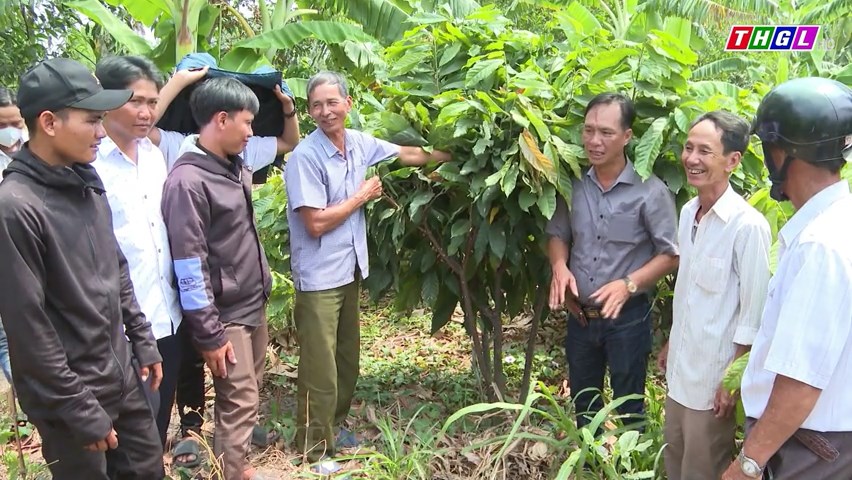 Cây Ca cao mang lại năng suất, chất lượng cao khi trồng tại nhiều vùng đất ở tỉnh Gia Lai