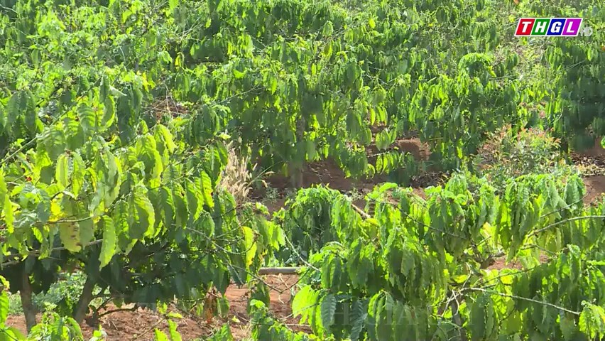 Năm 2024, huyện Chư Păh có kế hoạch trồng tái canh 260 ha cà phê