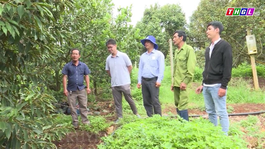 23 ha cây ăn quả trên địa bàn huyện Chư Păh được cấp Giấy chứng nhận đạt tiêu chuẩn VietGAP