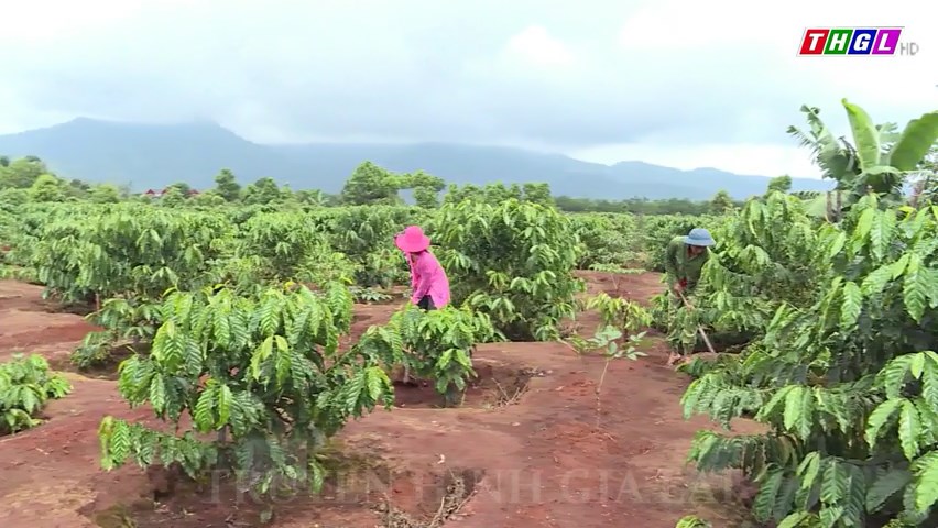 Chư Păh: 1.100 ha cà phê sản xuất theo tiêu chuẩn nông nghiệp tốt 4C