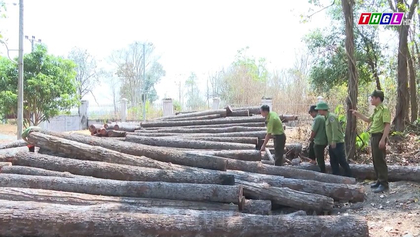 Gia Lai: Tăng cường công tác quản lý, bảo vệ rừng