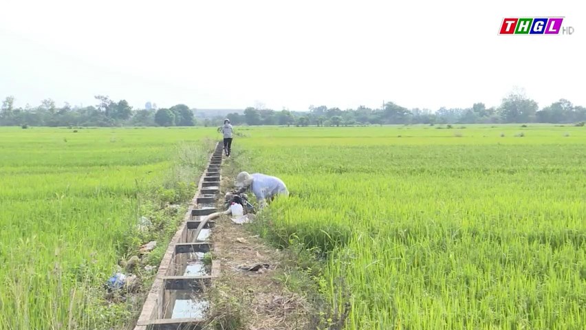 Gia Lai: Trên 333 ha lúa nước bị thiệt hại do hạn hán