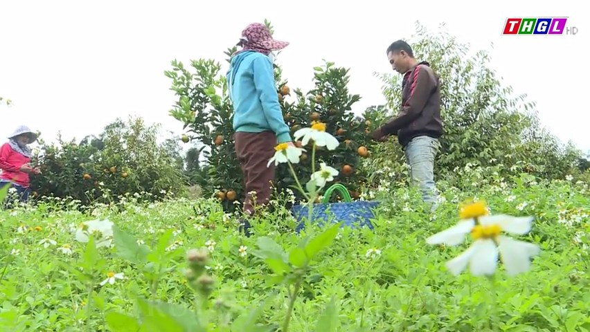Huyện Kbang tích cực chuyển đổi cơ cấu cây trồng