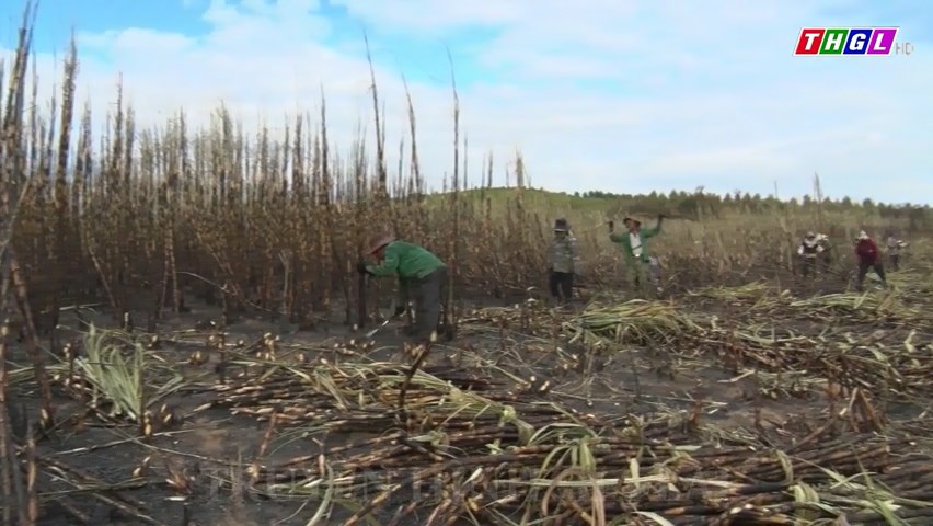 Kbang: Gần 5 ha mía bị cháy do vệ sinh đồng ruộng