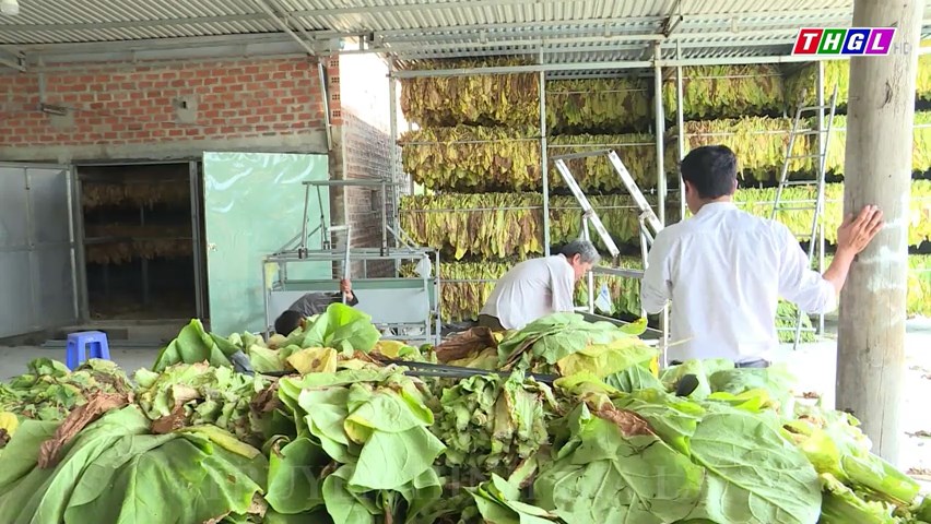 Nông dân Phú Thiện tập trung thu hoạch cây thuốc lá