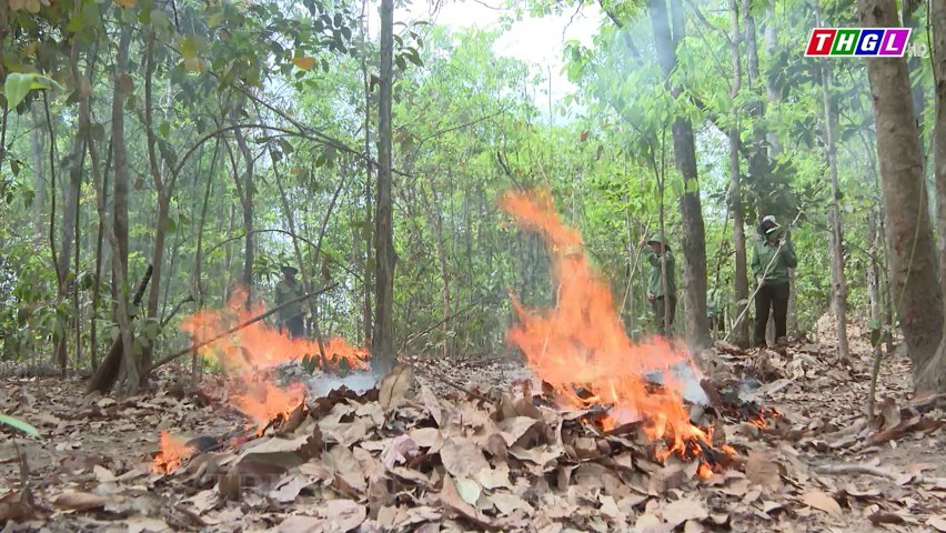 Gia Lai tăng cường công tác phòng chống cháy rừng