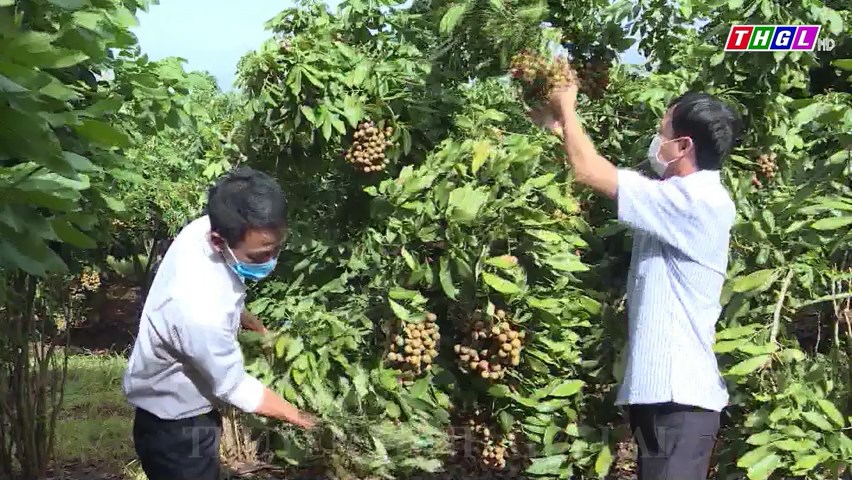 Dự kiến Gia Lai sẽ có trên 50 ngàn héc ta cây ăn trái sau năm 2025