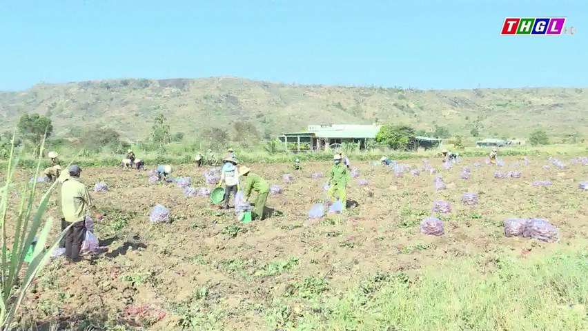 Người trồng khoai lang ở huyện Phú Thiện chịu thiệt hại trong niên vụ 2023 – 2024