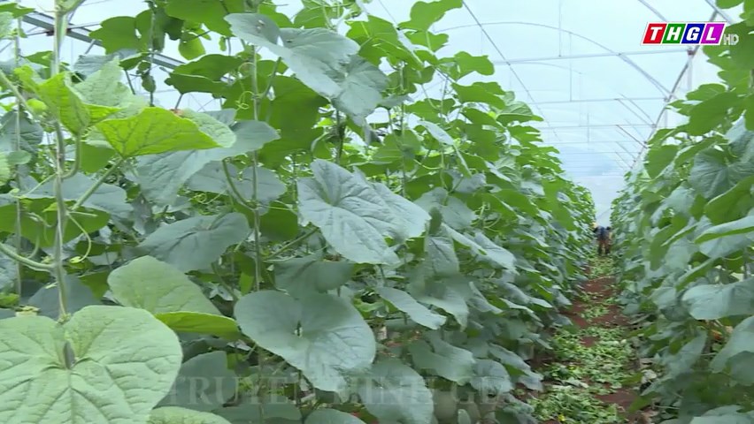 Tỉnh Gia Lai phấn đấu chuyển đổi hơn 58.500 ha cây trồng kém hiệu quả
