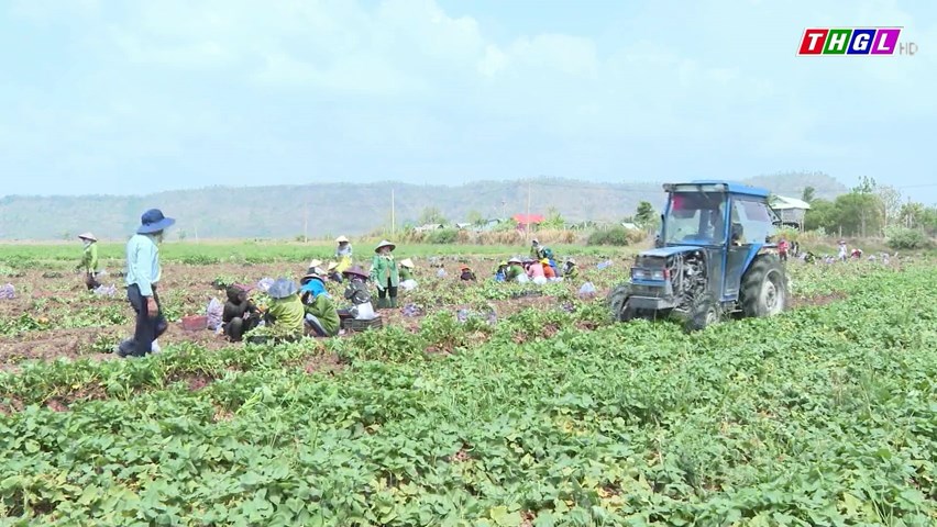 Huyện Phú Thiện kêu gọi hỗ trợ kết nối tiêu thụ khoai lang cho bà con nông dân