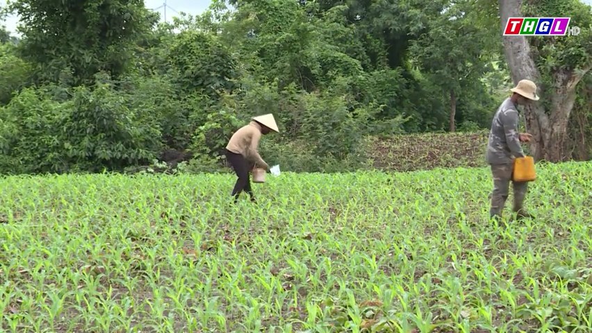 Tòan tỉnh Gia Lai gieo trồng trên 80.369 ha cây trồng các loại