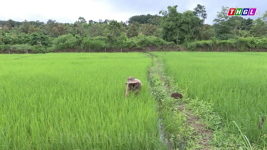 Vụ Đông Xuân 2023 – 2024, huyện Chư Prông đã gieo trồng trên 3.200 ha