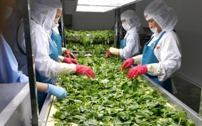 Xuất khẩu rau quả – Điểm sáng kinh tế Việt Nam