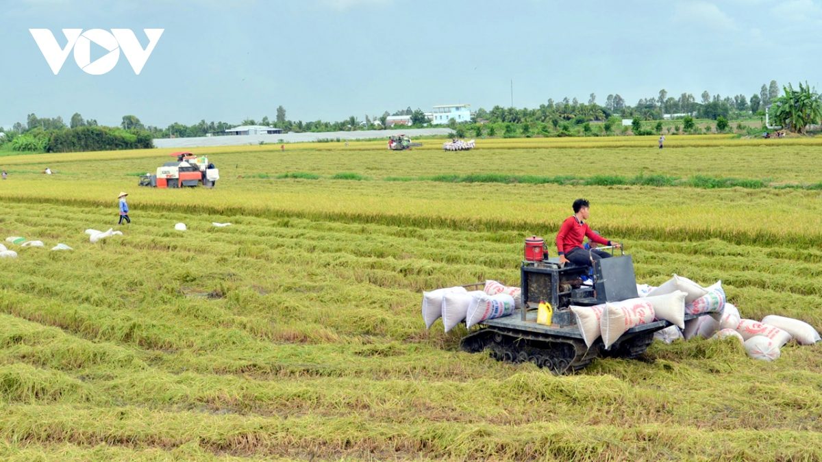 Đề án 1 triệu ha lúa vùng ĐBSCL: Hợp tác công tư đảm bảo cùng hưởng lợi