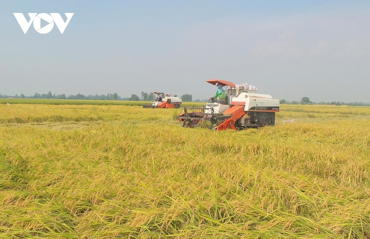 Phác họa “bức tranh” lúa gạo ở ĐBSCL qua đề án 1 triệu ha